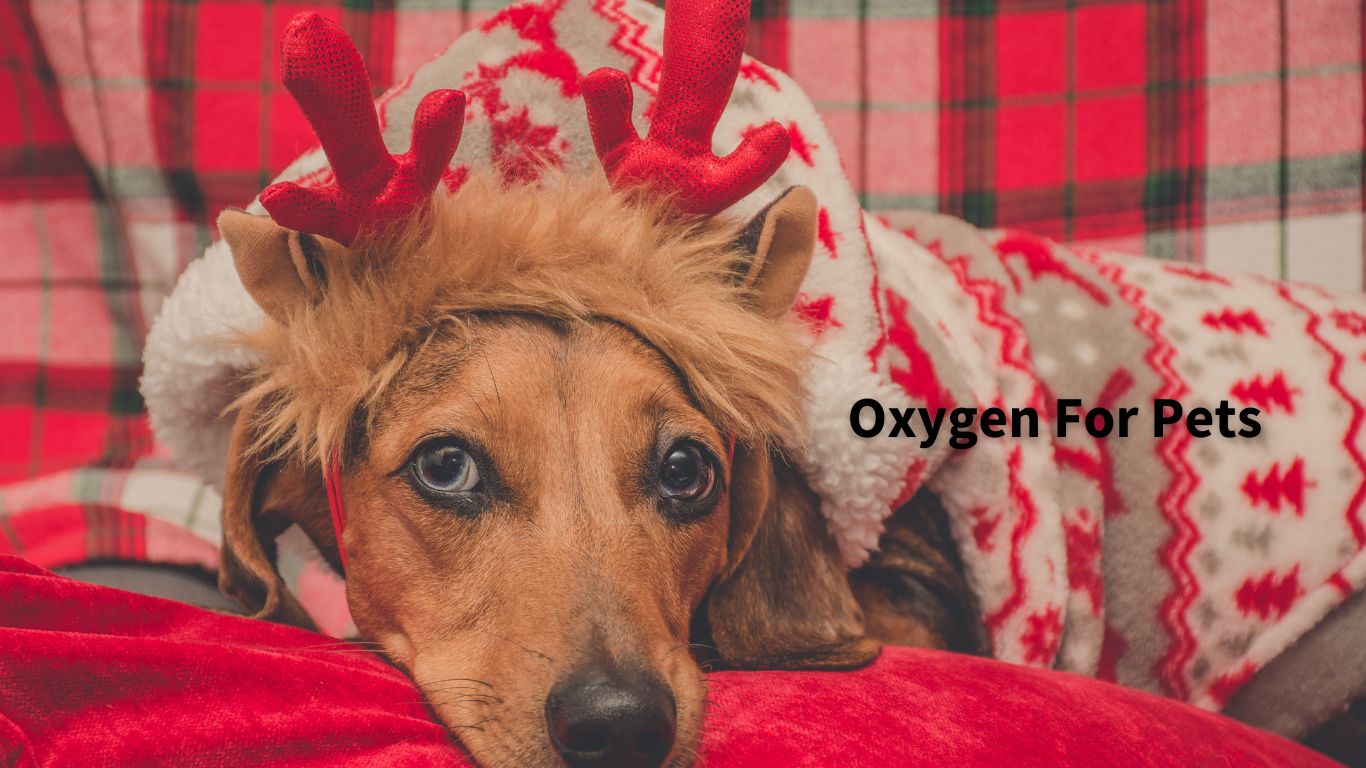 Oxygen for Pets Use