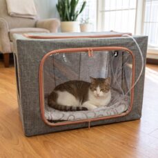 Cat resting comfortably inside a pet oxygen chamber during home oxygen therapy for feline asthma — pet oxygen rental Miami