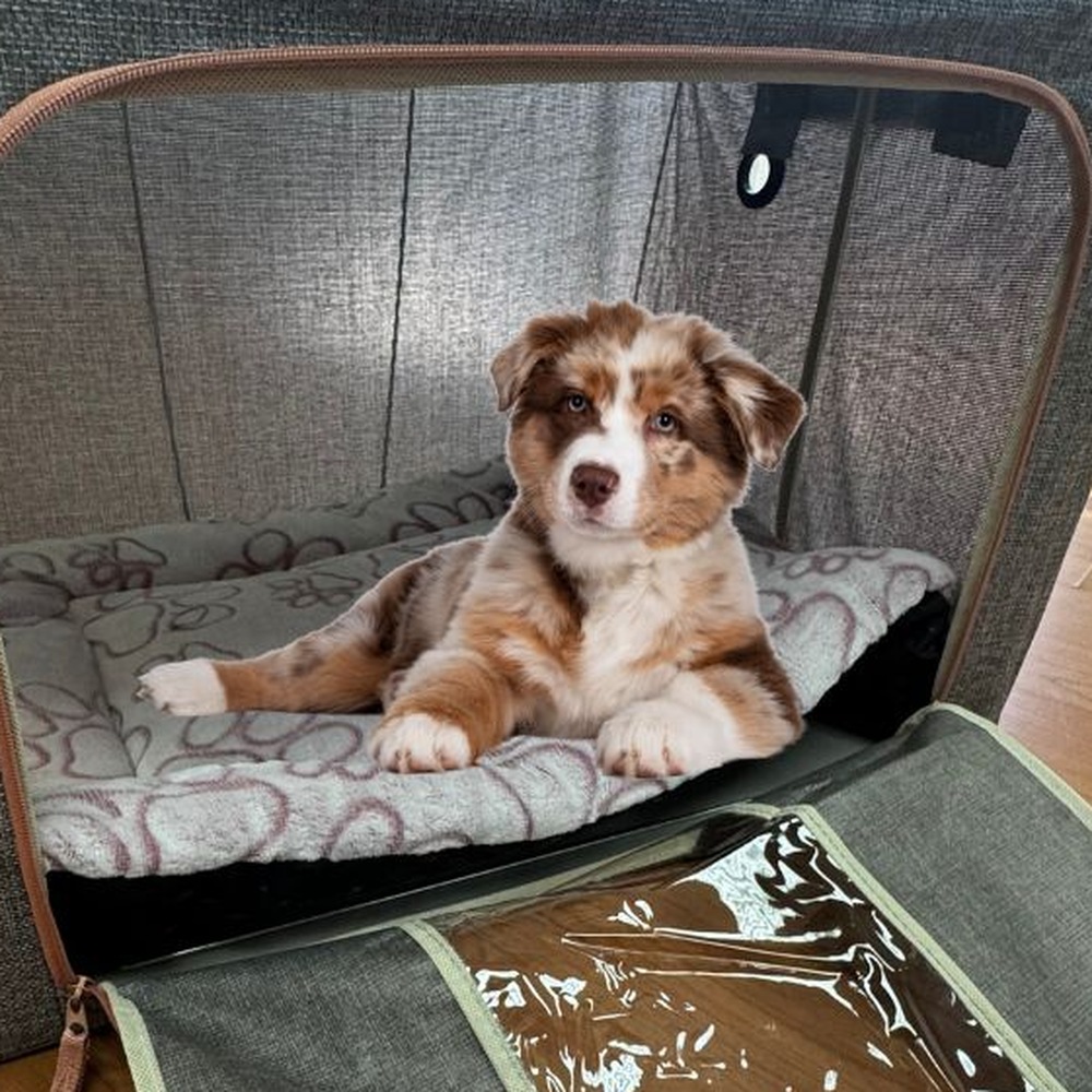 Small dog resting inside a pet oxygen chamber at home — pet oxygen rental in Miami