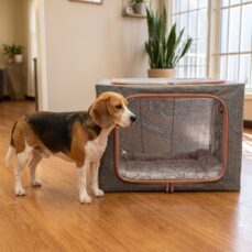 Medium-sized dog standing next to a pet oxygen chamber showing its real size — oxygen chamber for small and medium dogs and cats